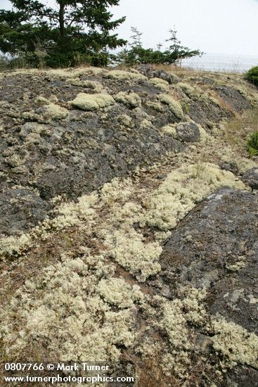Reindeer Lichens & mosses on rocky bald