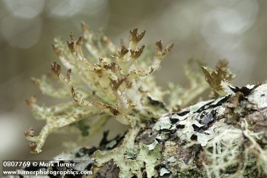 Herre's Ragged Lichen & Shield Lichen on Douglas-fir branch