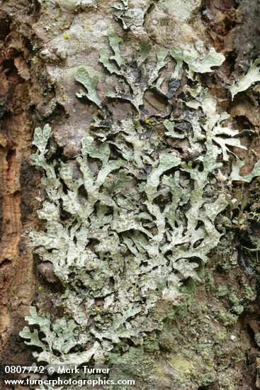 Shield Lichen on Douglas-fir bark