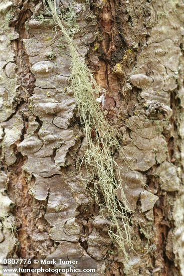 Fishnet Lichen on Douglas-fir bark