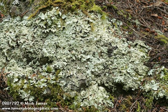Flavopunctelia flaventior Lichen on rock w/ Oregon Beaked Moss around edges