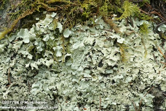 Flavopunctelia flaventior Lichen on rock