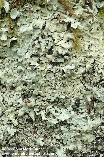 Flavopunctelia flaventior Lichen