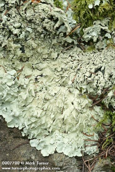 Flavopunctelia flaventior Lichen