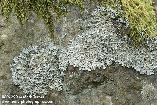 Parmelia saxatilis (larger) & Xanthoparmelia planilobata (smaller) Lichens on rock