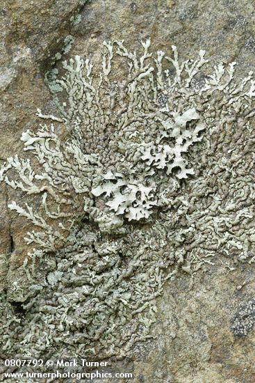 Xanthoparmelia planilobata Lichen on rock