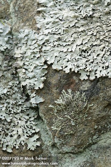 Parmelia saxatilis with thallus of Xanthoparmelia planilobata on rock