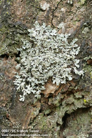 Shield Lichen on Douglas-fir bark