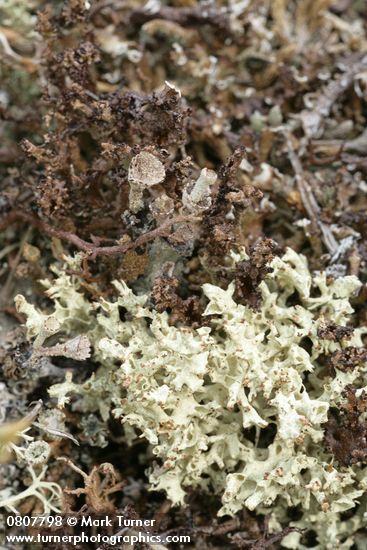 Cup Lichens Cladonia pyxidata (brown cup), Cladonia uncialis (pale green), Cladonia furcata (brown top left)