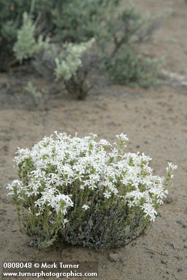 Granite Prickly-phlox
