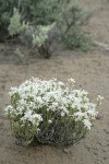 Granite Prickly-phlox