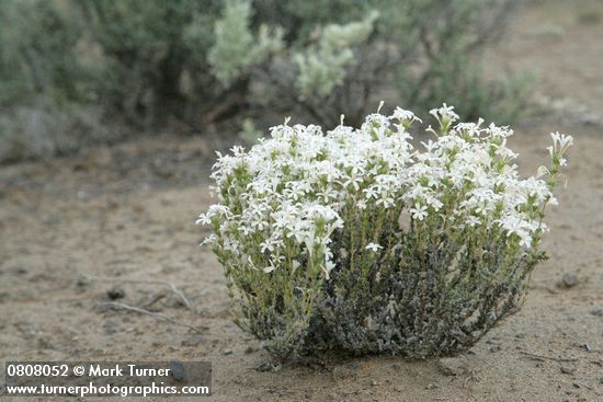 Granite Prickly-phlox