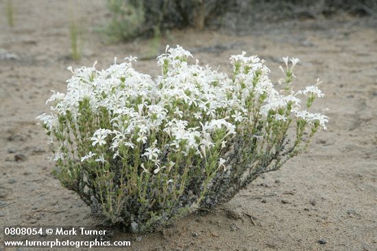 Granite Prickly-phlox