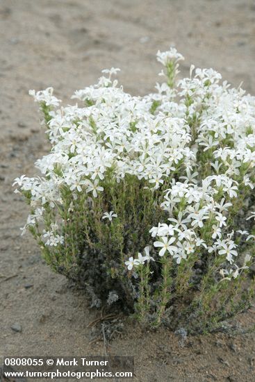 Granite Prickly-phlox