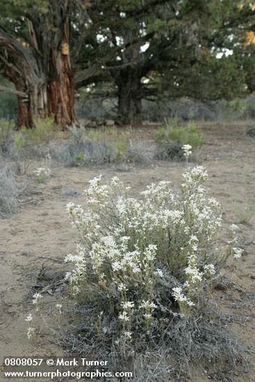 Granite Prickly-phlox on sandy soil w/ Junipers soft bkgnd