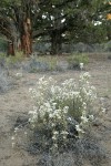 Granite Prickly-phlox on sandy soil w/ Junipers soft bkgnd