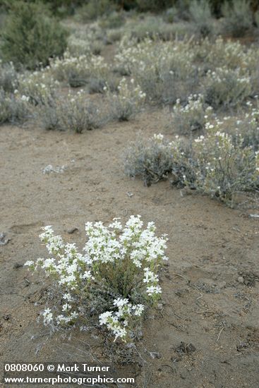 Granite Prickly-phlox on sandy soil