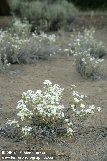 Granite Prickly-phlox on sandy soil