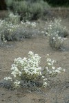 Granite Prickly-phlox on sandy soil