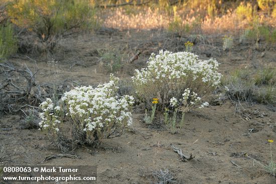 Granite Prickly-phlox on sandy soil