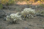 Granite Prickly-phlox on sandy soil
