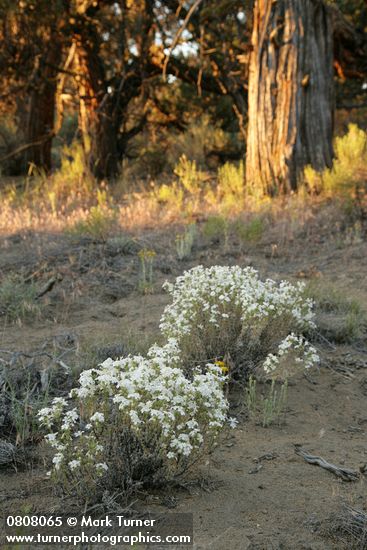 Granite Prickly-phlox on sandy soil w/ low morning sun on Juniper trunks bkgnd