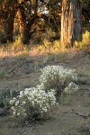 Granite Prickly-phlox on sandy soil w/ low morning sun on Juniper trunks bkgnd