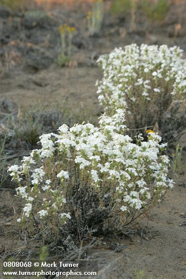 Granite Prickly-phlox