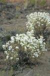 Granite Prickly-phlox