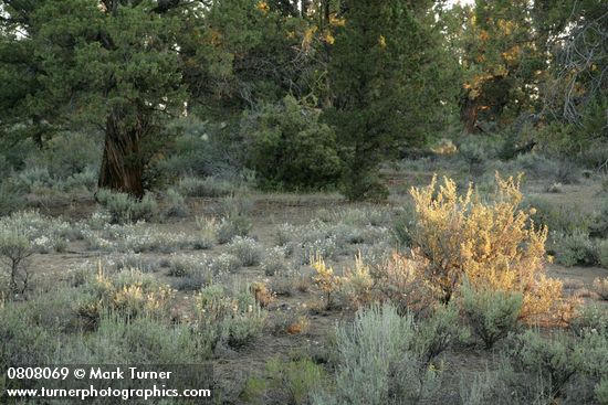 Granite Prickly-phlox w/ Bitterbrush highlighted by morning sun, Western Junipers bkgnd
