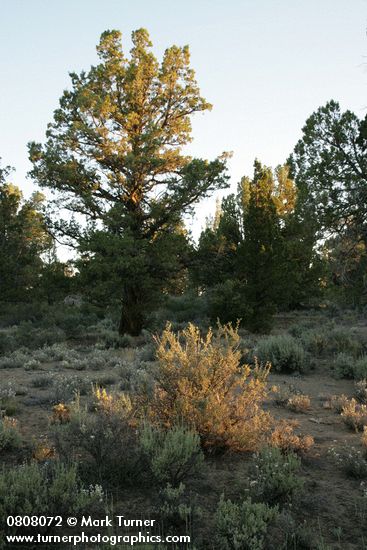 Granite Prickly-phlox w/ Bitterbrush highlighted by morning sun, Western Junipers bkgnd