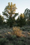 Granite Prickly-phlox w/ Bitterbrush highlighted by morning sun, Western Junipers bkgnd