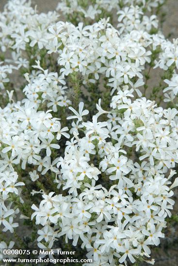 Granite Prickly-phlox blossoms