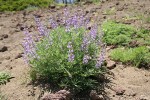 Spurred Lupine