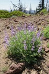 Spurred Lupine