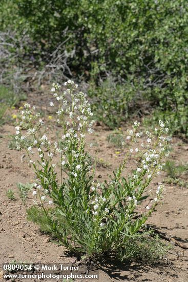 California Stickseed