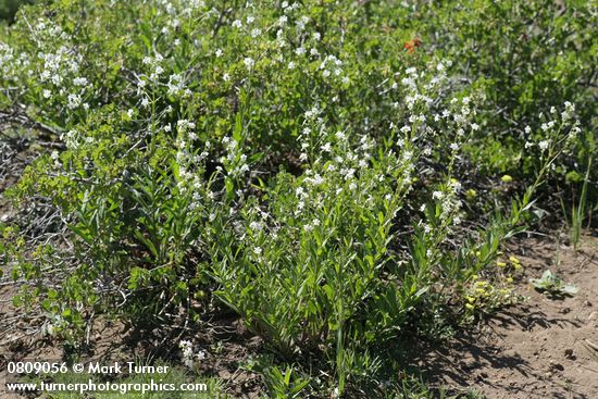 California Stickseed