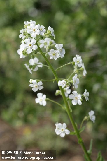 California Stickseed blossoms