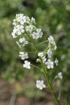 California Stickseed blossoms
