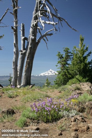 Davidson's Penstemon w/ Mt. Jefferson bkgnd