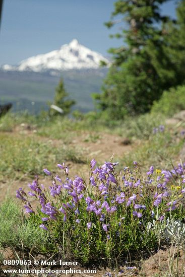 Davidson's Penstemon w/ Mt. Jefferson soft bkgnd