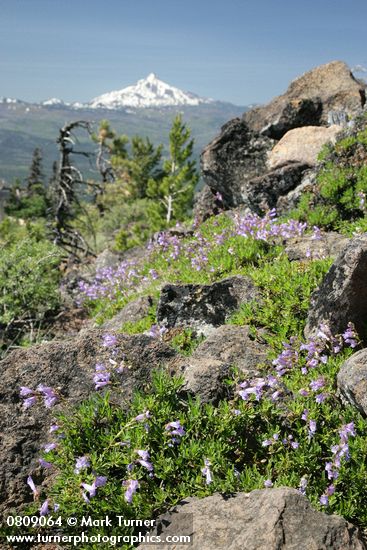Davidson's Penstemon among rocks w/ Mt. Jefferson soft bkgnd