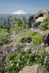 Davidson's Penstemon among rocks w/ Mt. Jefferson soft bkgnd