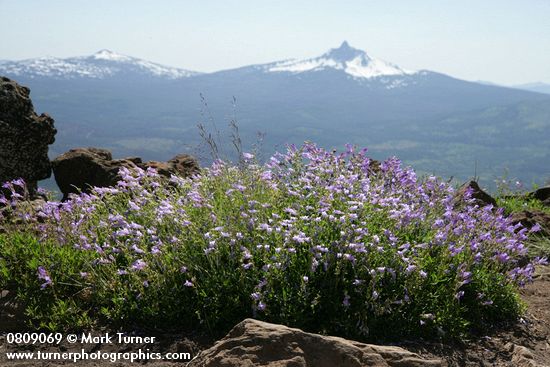 Davidson's Penstemon w/ Mt. Washington bkgnd