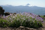 Davidson's Penstemon w/ Mt. Washington bkgnd
