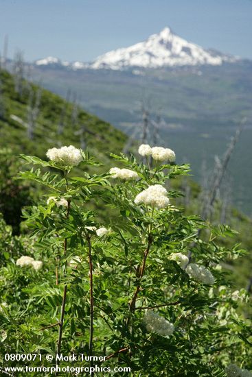 Sitka Mountain-ash w/ Mt. Jefferson soft bkgnd