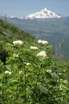Sitka Mountain-ash w/ Mt. Jefferson soft bkgnd