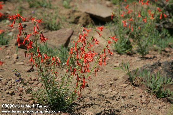 Scarlet Gilia