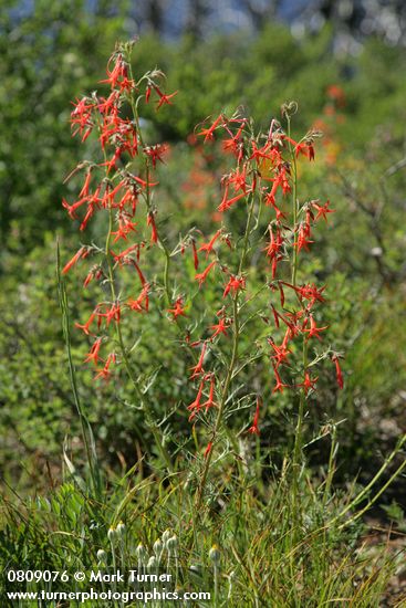 Scarlet Gilia