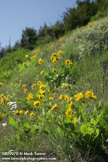 Arrowleaf Balsamroot in hillside meadow